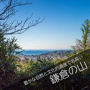 鎌倉の山林散骨自然葬