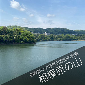 相模原の山林散骨自然葬