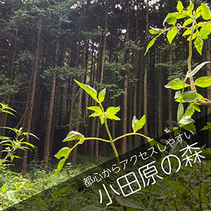 小田原の山林散骨自然葬