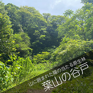 葉山の山林散骨自然葬